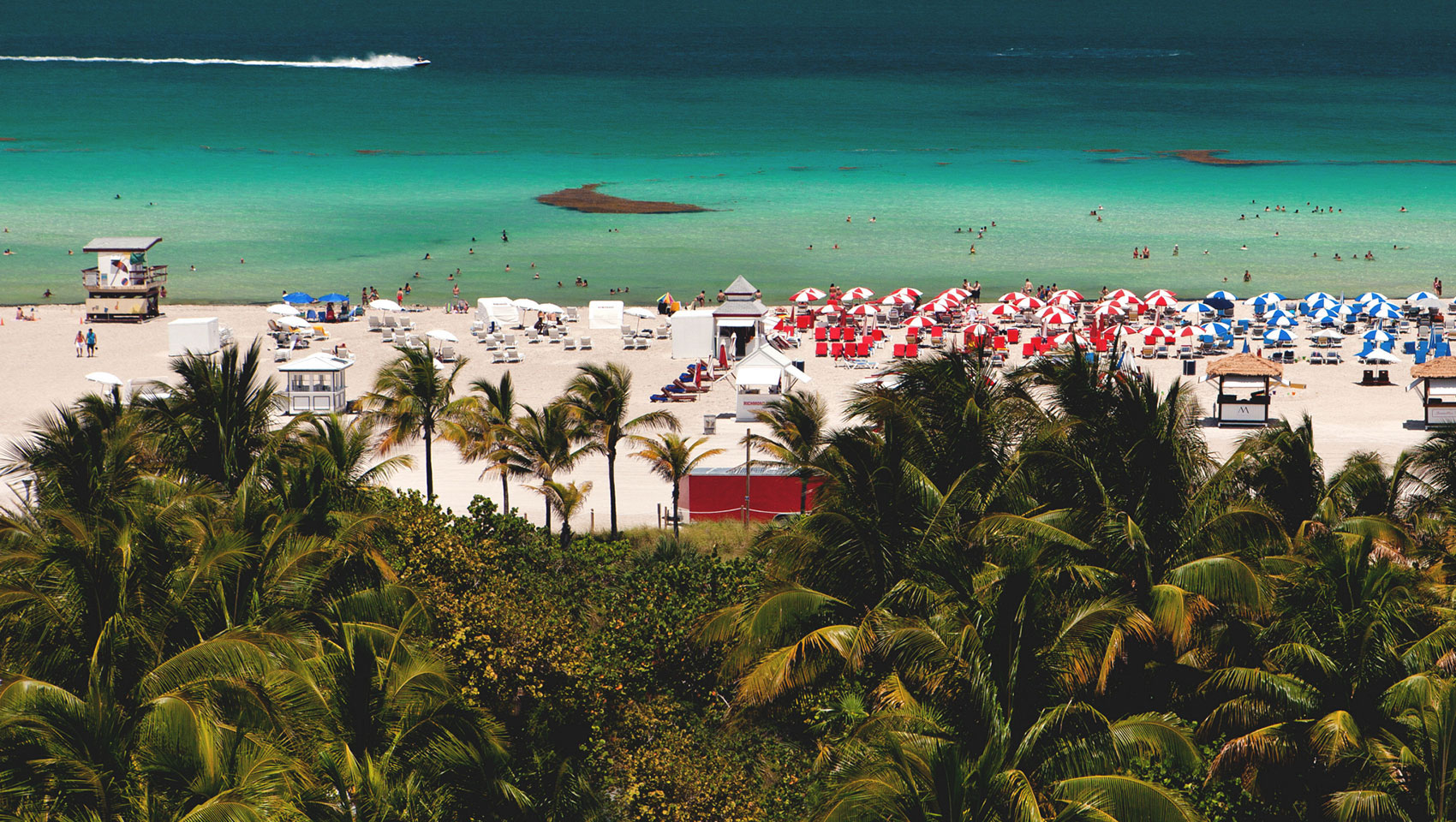 south beach palm trees