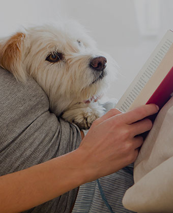 pets at Kimpton Surfcomber Hotel