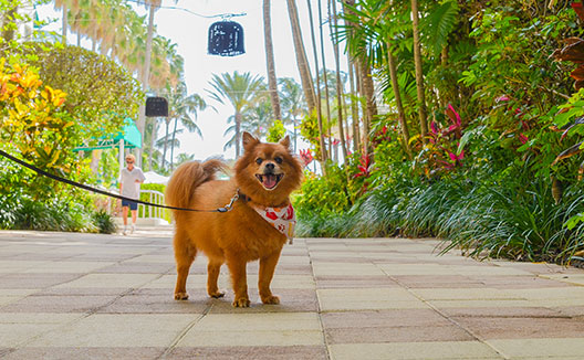 Little dog on sidewalk