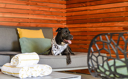 Dog in a cabana at Kimpton Surfcomber Hotel